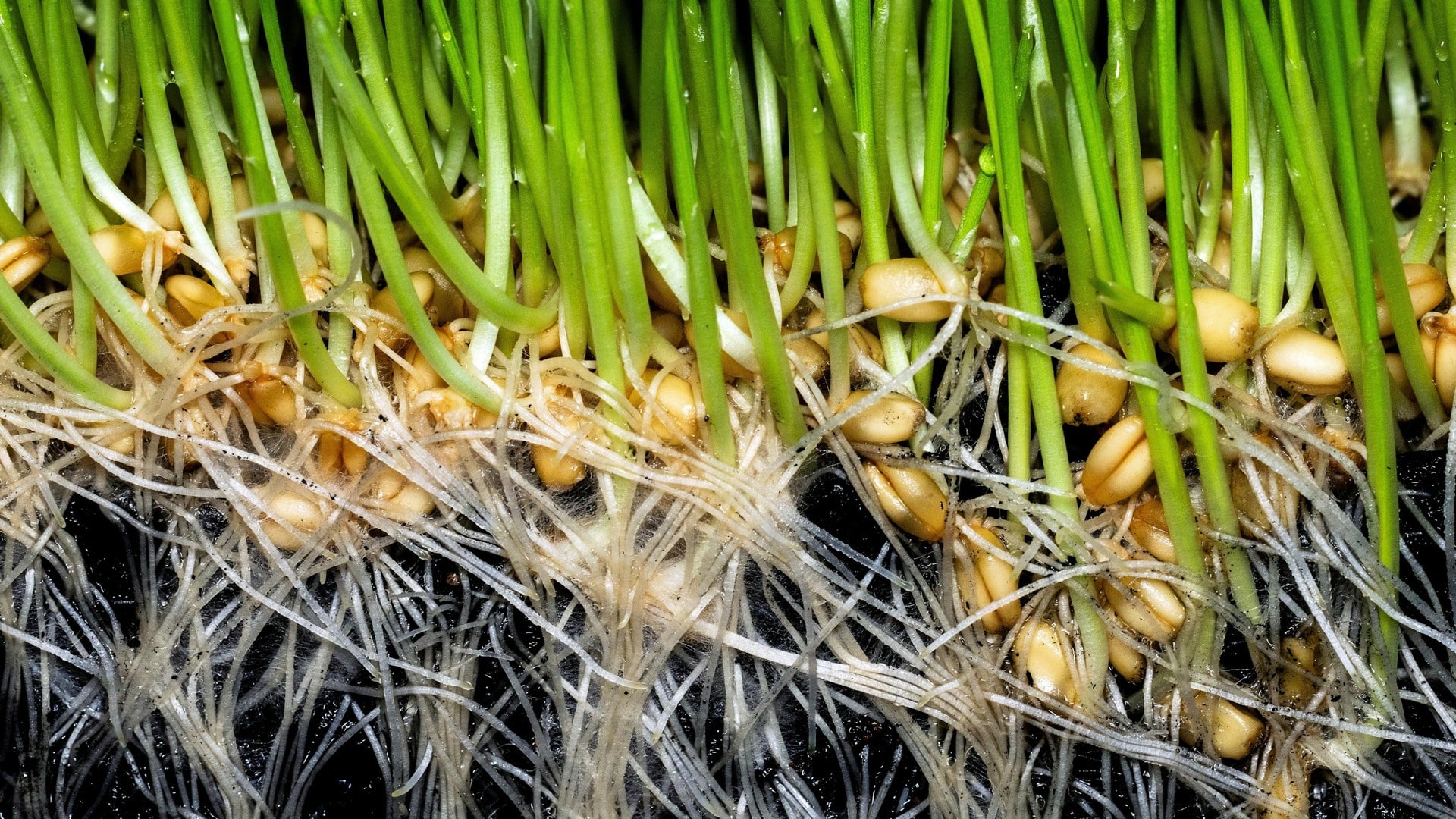 Besemoslatierra - Innovación Práctica en el Sector Primario 9 biochar en cultivos ()